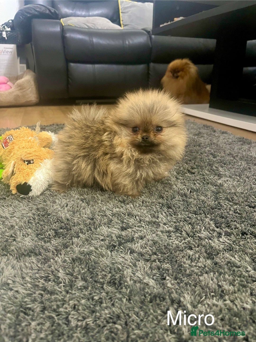 Pomeranian dogs for sale: 🔥Very Tiny(450gr)🧸Top Quality 💎 - Advert 20