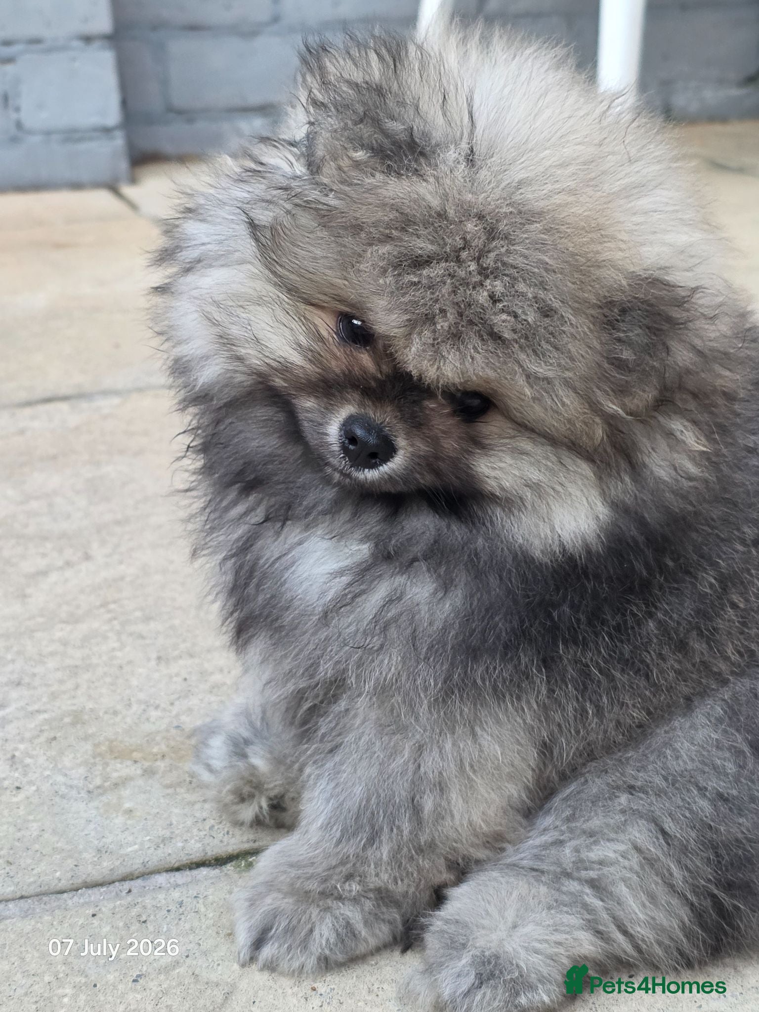Pomeranian dogs Pomeranian KC Reg Boys– Cream&Wolf Sable - Advert 12