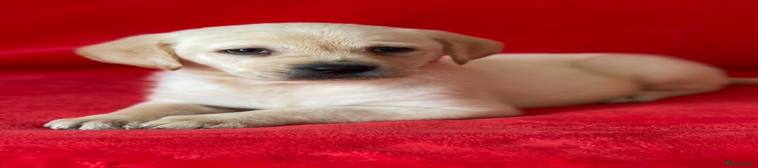 Labrador Retriever Puppy 4