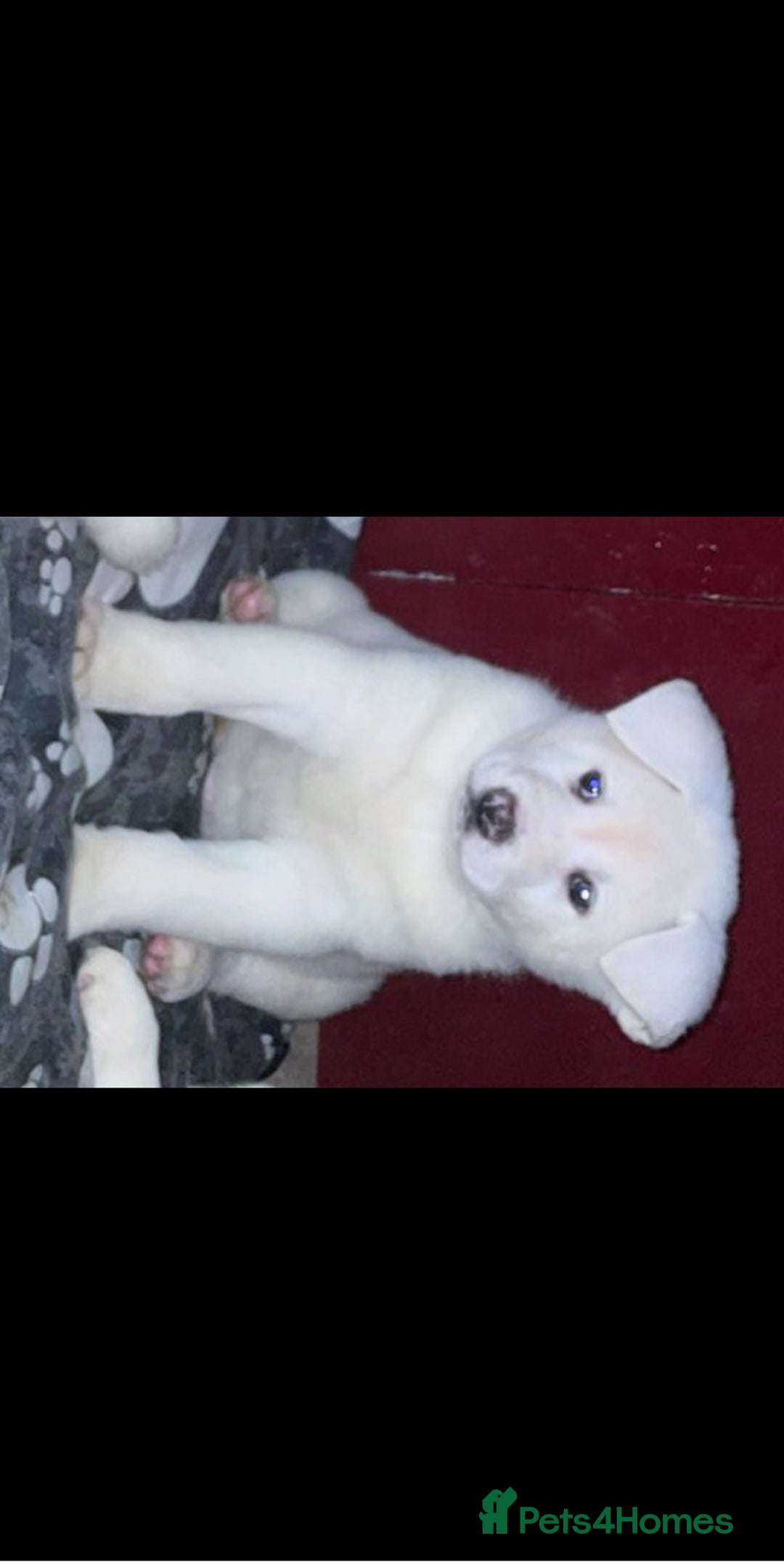 Japanese Akita Inu dogs for sale: Japanese Akita Inu Puppies  - Advert 9