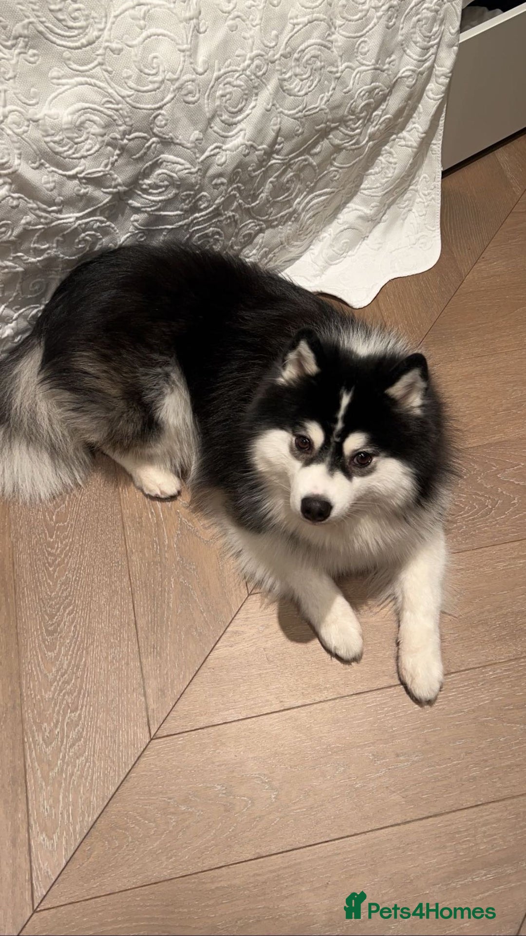 Pomsky dogs for sale: Pomsky up for adoption  - Advert 2