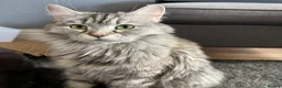 Persian cats for sale: 3 Cute Persian Kittens available Ready To Leave! in London - Advert 2