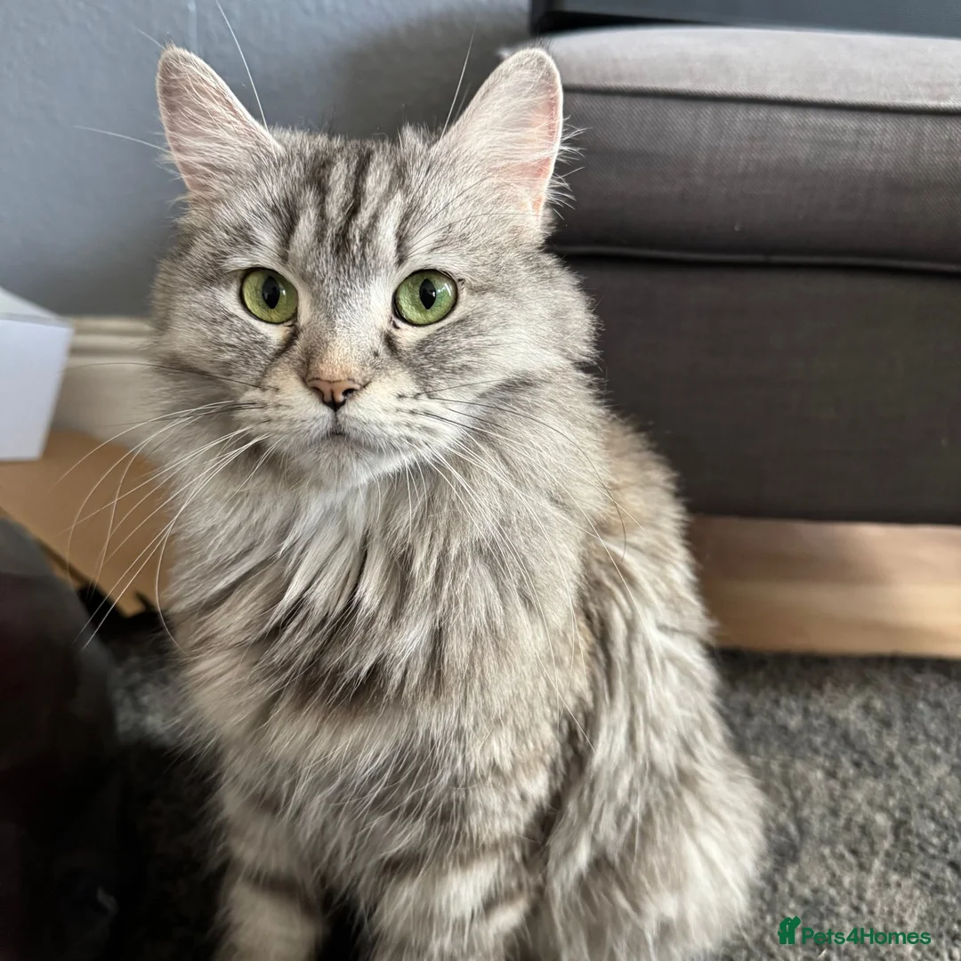 Persian cats for sale: 3 Cute Persian Kittens available Ready To Leave! in London - Advert 2