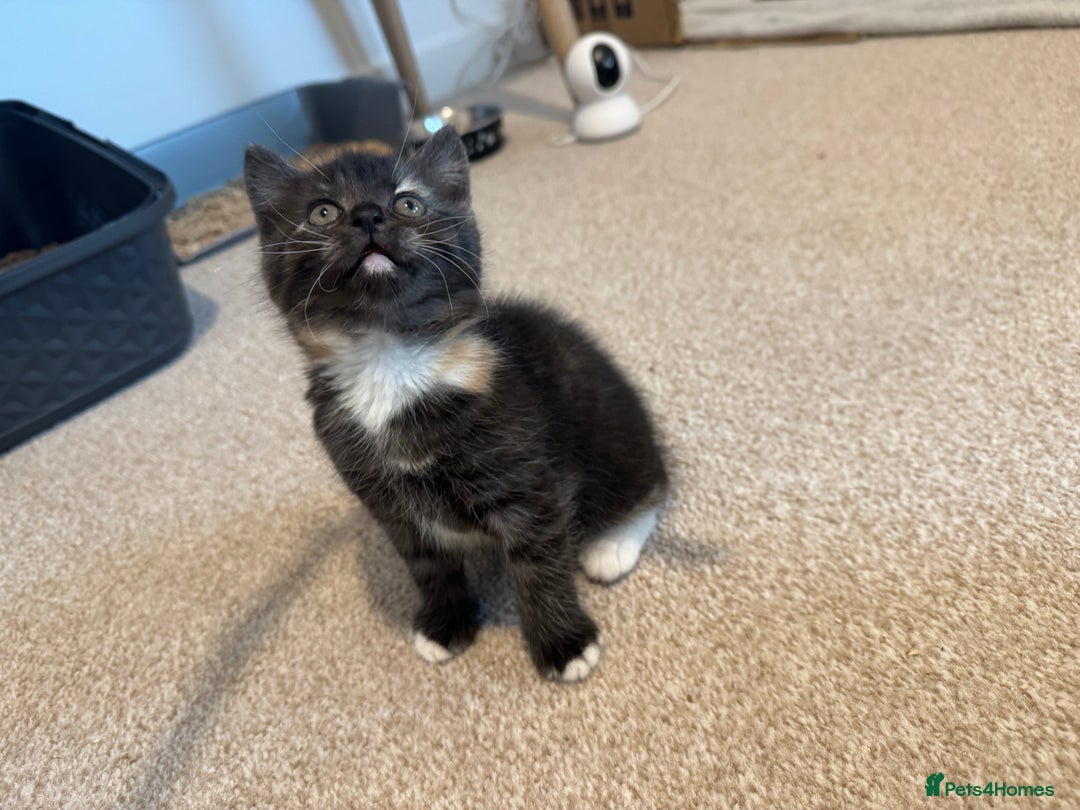 Mixed Breed cats for sale: Half blood British Shorthair Kittens - Advert 6