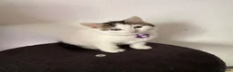 Ragcoon cats for sale: RAGCOONS ragdoll mainecoons  - Advert 18