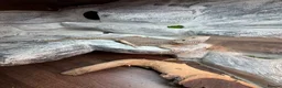 Bearded Dragon reptiles for sale: 2yo Bearded Dragon + Custom Vivarium & Full Setup - Advert 2