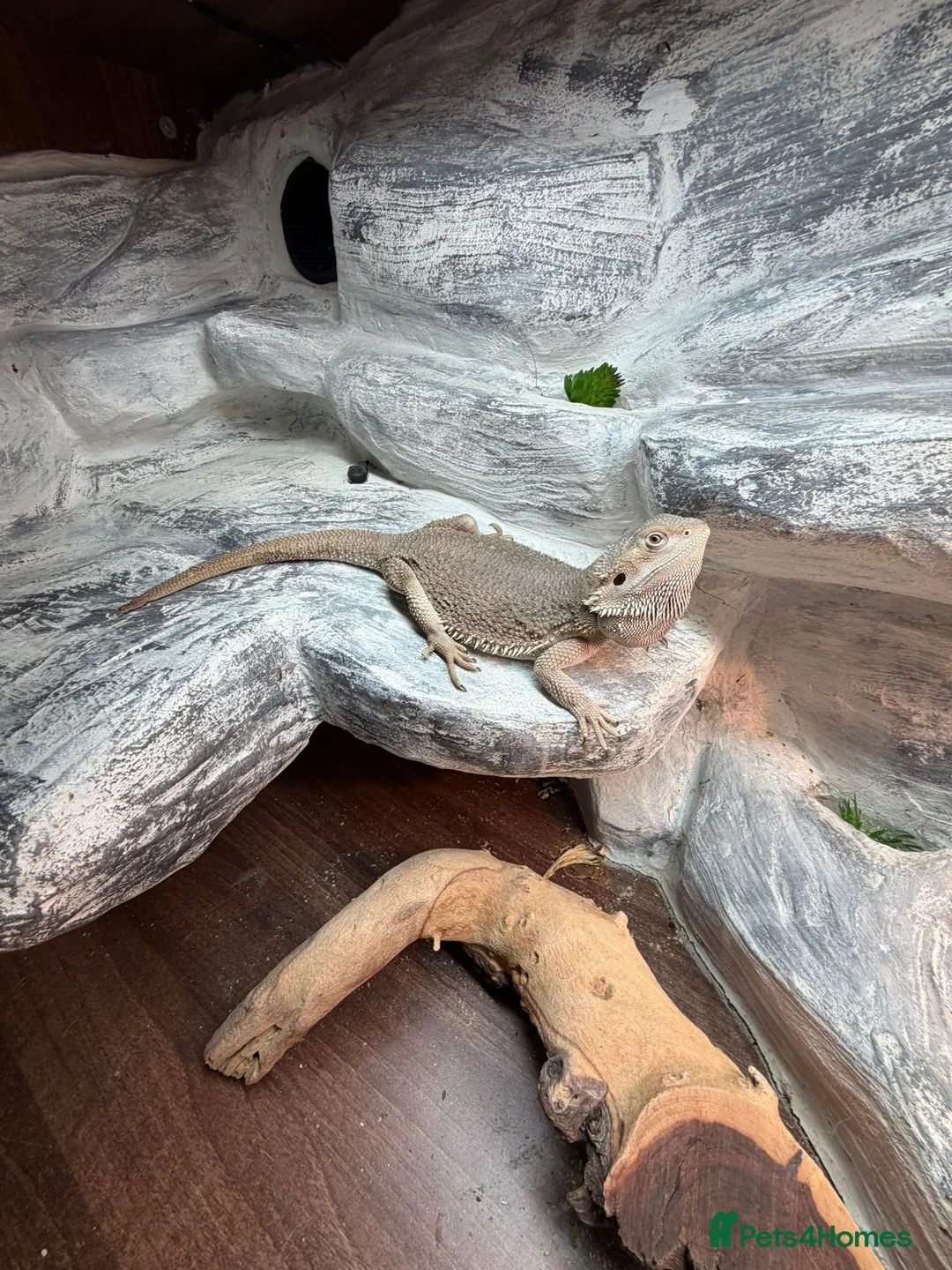Bearded Dragon reptiles for sale: 2yo Bearded Dragon + Custom Vivarium & Full Setup - Advert 2