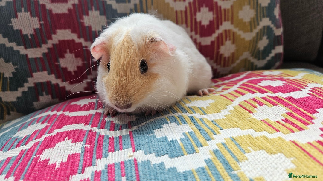 Guinea Pig rodents for sale: Baby guinea pigs - Image 3