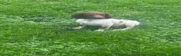 English Springer Spaniel dogs for sale: Kc springer dog pup - Advert 4