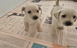 West Highland Terrier dogs for sale: WEST HIGHLAND DAXIE'S - Image 34
