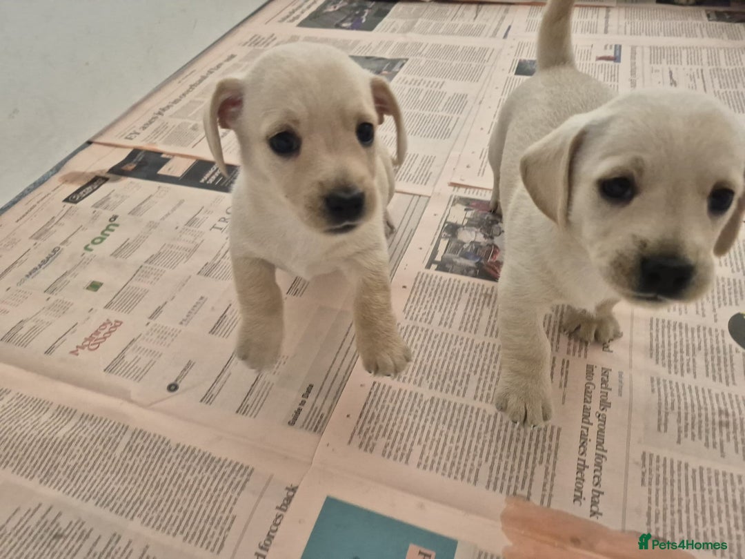 West Highland Terrier dogs for sale: WEST HIGHLAND DAXIE'S - Image 34