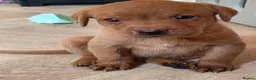 Labrador Retriever dogs for sale: 10 FOX RED KC LABS WITH HEALTH TESTED PARENTS - Advert 12