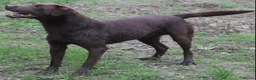 Labrador Retriever dogs for stud: 0/0 Hips and Elbows Proven Chocolate Labrador Stud in Totnes - Advert 7