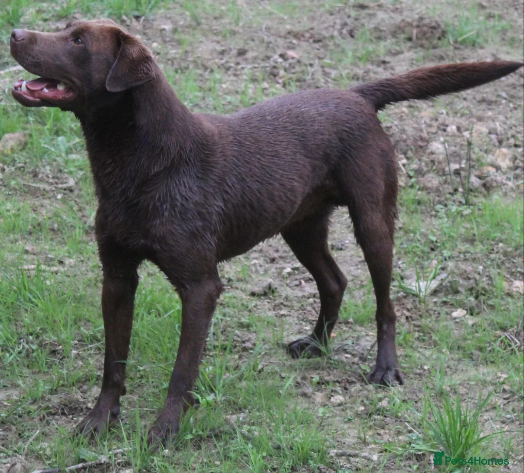 Labrador Retriever dogs for stud: 0/0 Hips and Elbows Proven Chocolate Labrador Stud in Totnes - Advert 7