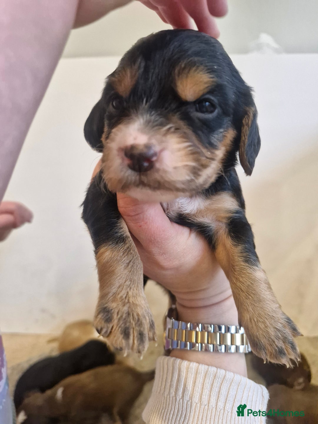 Sprocker dogs for sale: 🐾 Beautiful Sprocker Spaniel Puppies – £1000 🐾 - Advert 14