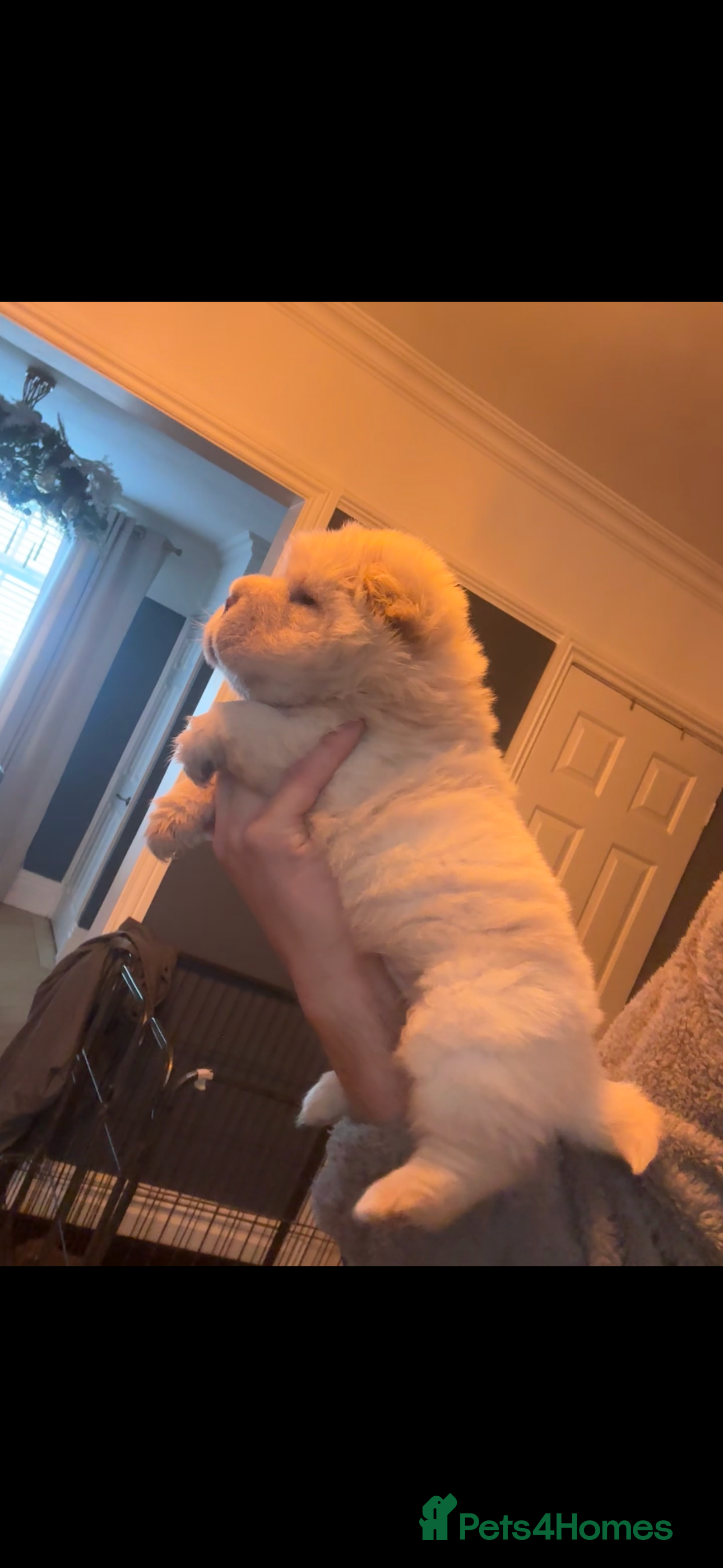 Shar Pei dogs 3 white Gorgeous bears  - Advert 5