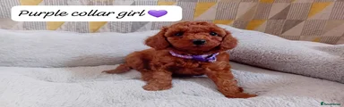 Purple Collar Girl