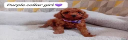 Cavapoo dogs for sale: Cute and cuddly F1B Cavapoos - Advert 3