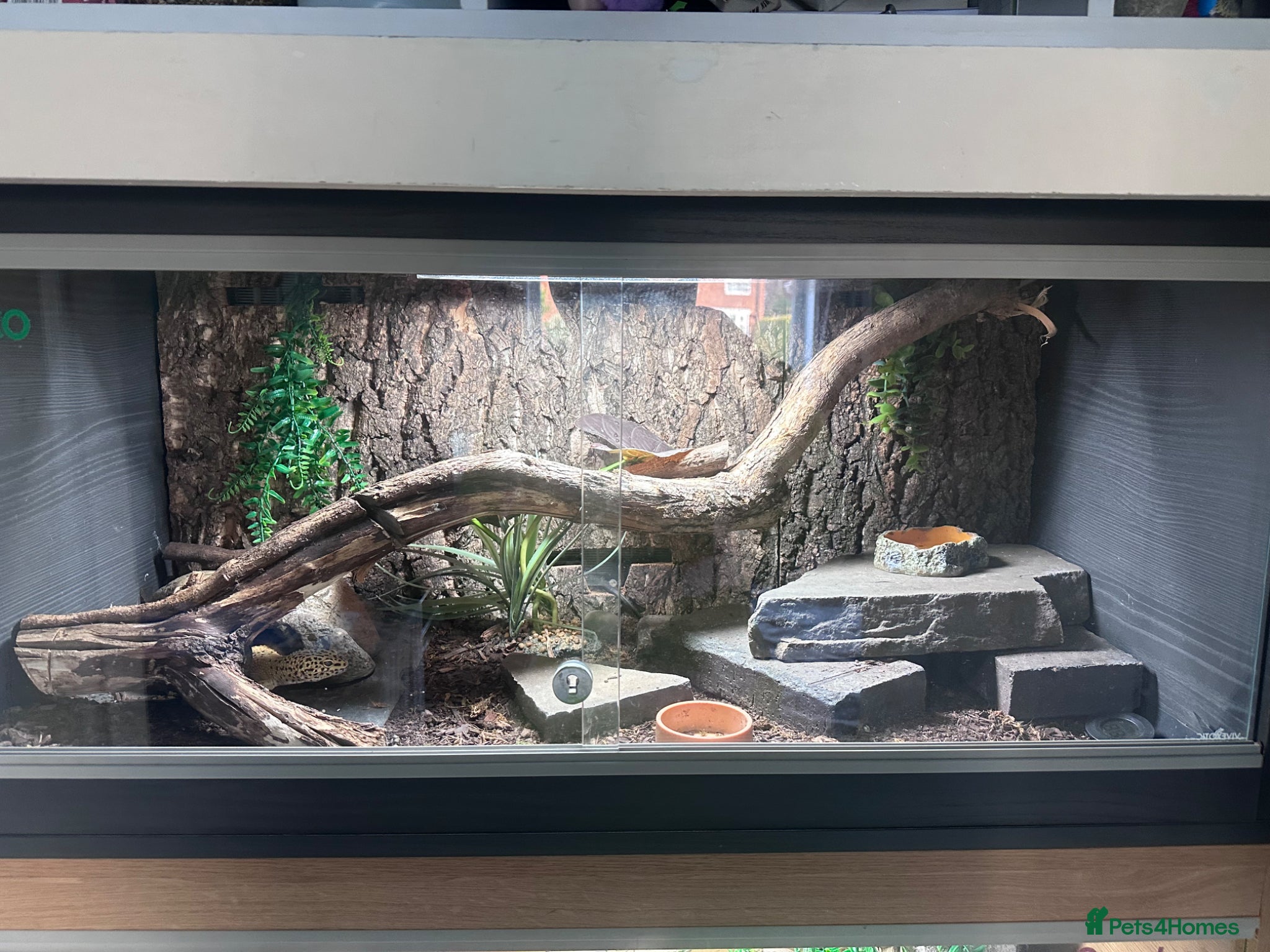 Leopard Gecko reptiles Leopard Gecko + Premium 3ft Vivarium Setup - Advert 17