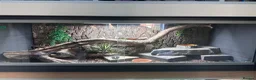 Leopard Gecko reptiles for sale: Leopard Gecko + Premium 3ft Vivarium Setup - Advert 1