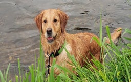 Golden Retriever dogs for sale: KC Registered - Golden Retriever Pups  - Image 12