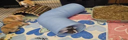 Mixed Breed rabbits for sale: 8 babies bunnies - Advert 11
