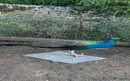 Peafowl poultry for sale: Two Indian Blue Peacocks for Sale - Image 2