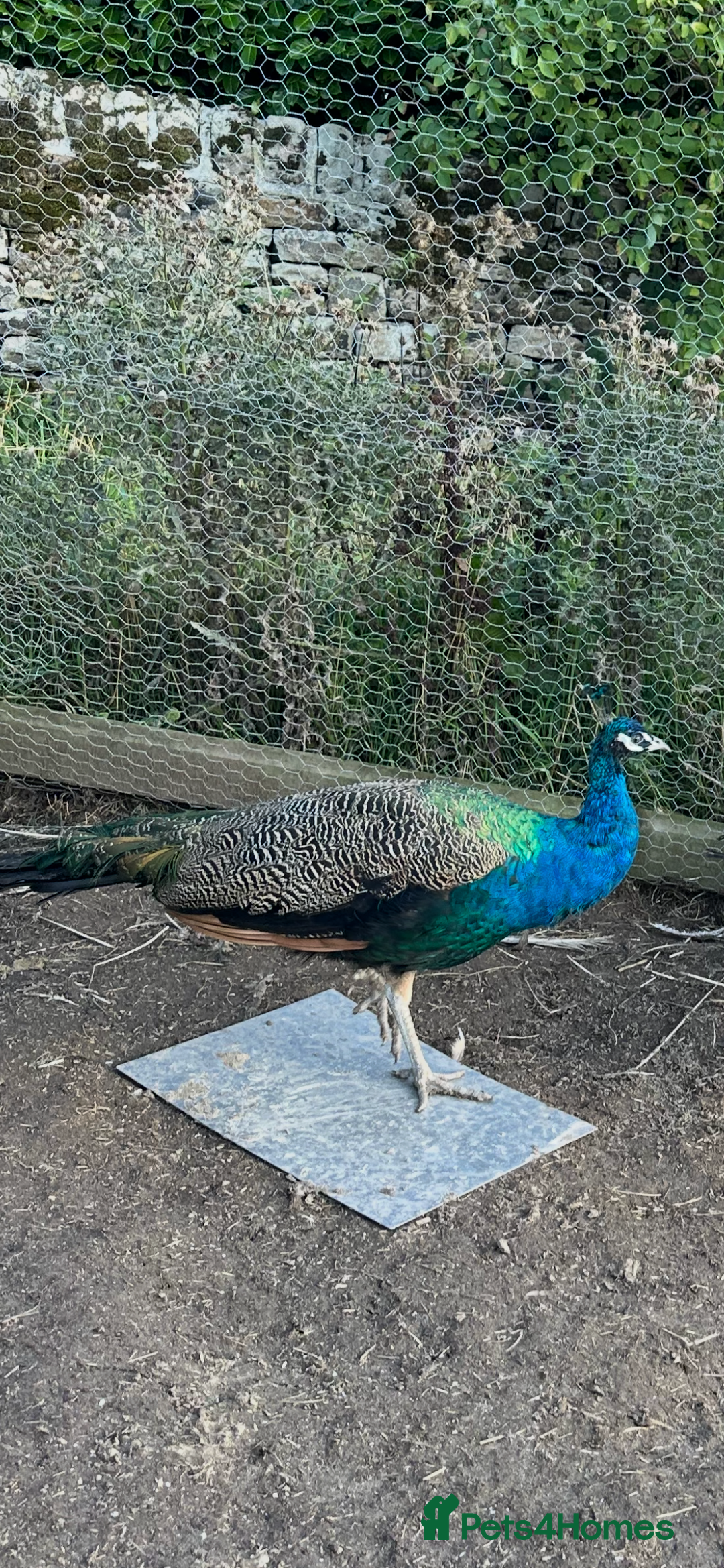 Peafowl poultry for sale: Two Indian Blue Peacocks for Sale - Image 2