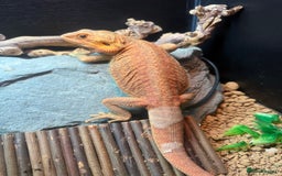 Bearded Dragon reptiles for sale: Male dragon - Image 5