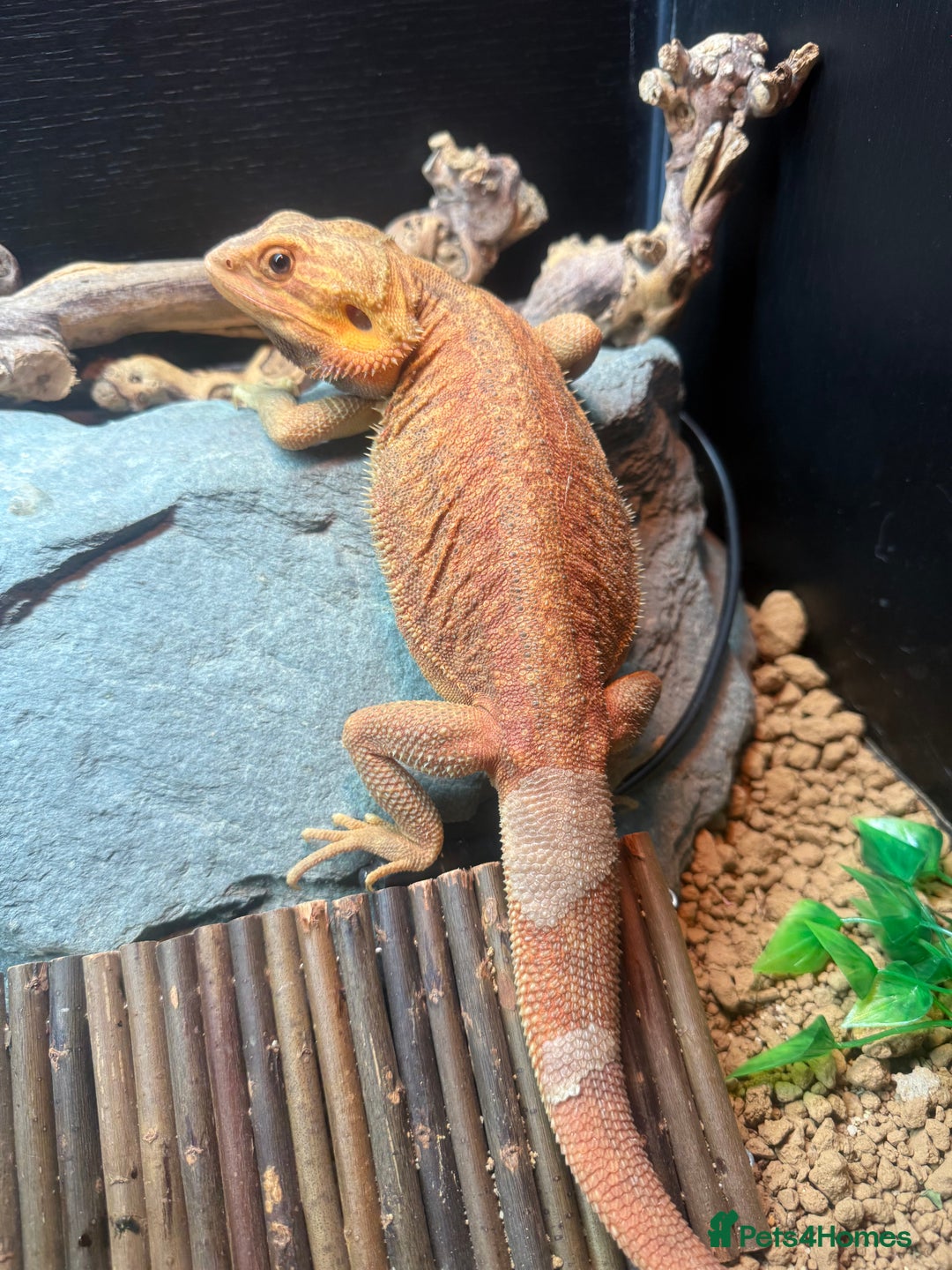 Bearded Dragon reptiles for sale: Male dragon - Image 5