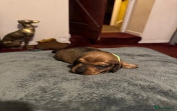 Miniature Dachshund dogs for sale: Adorable KC Reg smooth coated mini Dachshunds - Image 6