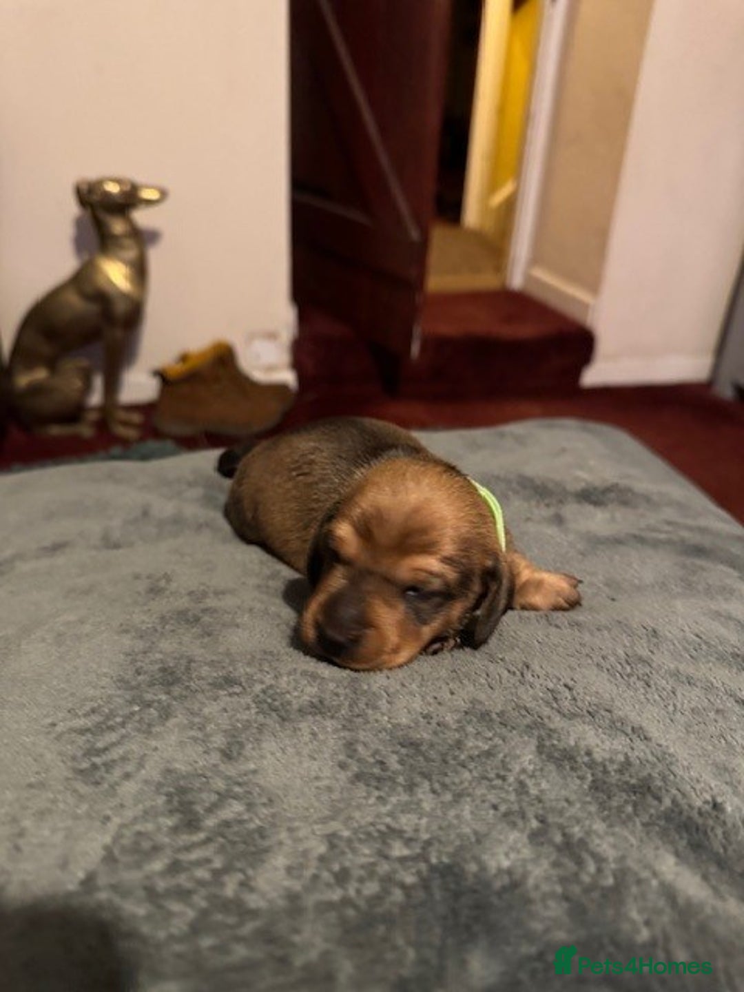 Miniature Dachshund dogs for sale: Adorable KC Reg smooth coated mini Dachshunds - Image 6
