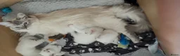 Ragdoll cats for sale: Pedigree Pure Ragdoll babies  - Advert 1