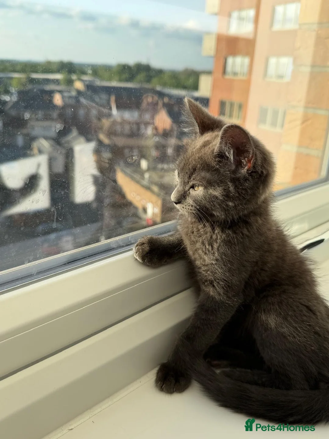 British Shorthair cats for sale: British Short hair Female kitten - Advert 5