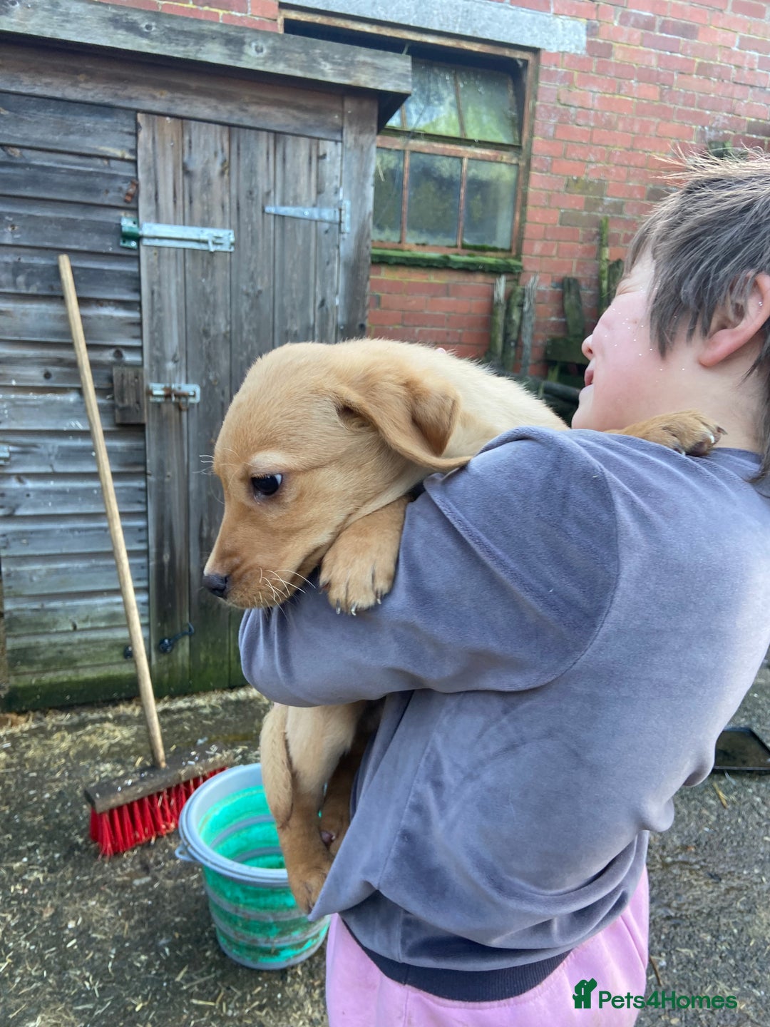 Labrador Retriever dogs for sale: 3 beautiful Labrador puppies for sale  - Advert 4