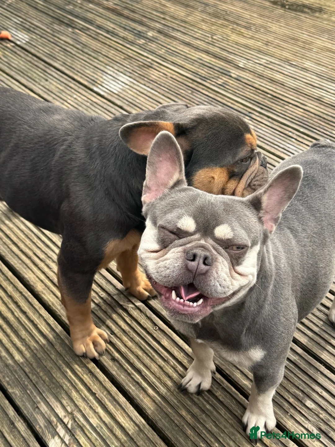 French Bulldog dogs for sale: Boy nearly 3 and girl 3 years French bulldogs   - Advert 3