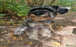 Schnauzer dogs for sale: SOLD - 14mo female P/S Standard Schnauzer - Advert 6