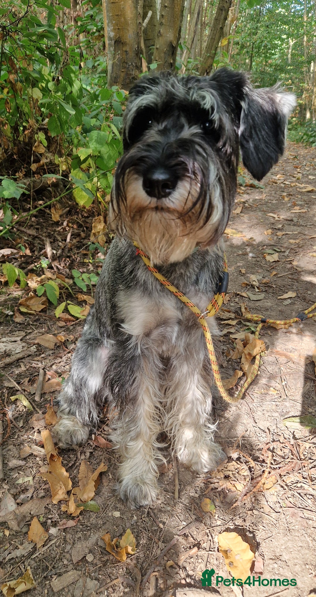 Schnauzer dogs for sale: SOLD - 14mo female P/S Standard Schnauzer - Advert 6