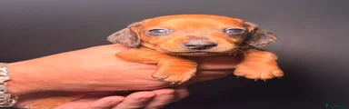 Miniature Dachshund 4