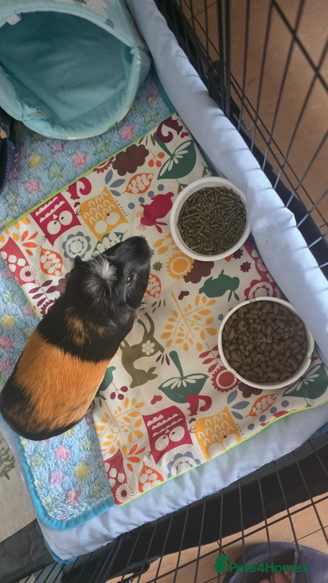 Guinea Pig rodents for sale: Two Male Guinea Pigs Looking for a Loving New Home - Advert 2