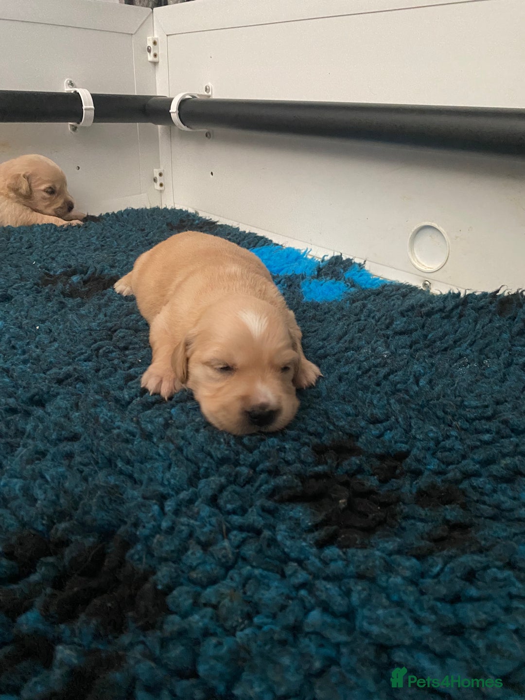 Golden Retriever dogs for sale: Beautiful litter of golden retriever puppies  - Image 7