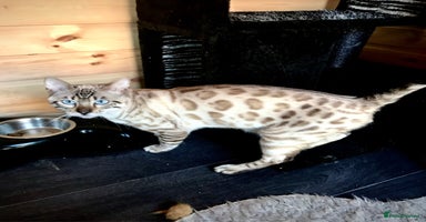 Bengal cats 4 tiger cub bengal girls for sale  - Advert 6