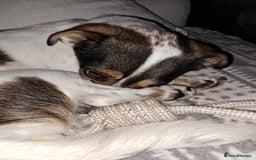 Mixed Breed dogs for adoption: Brodie In Ayr Looking for a home  - Image 3