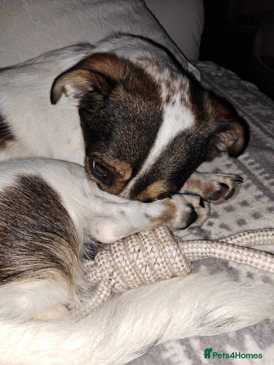 Mixed Breed dogs for adoption: Brodie In Ayr Looking for a home  - Image 3