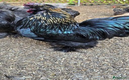 Chickens poultry for sale: 2 friendly silkie x gold laced pekin bantams - Image 1