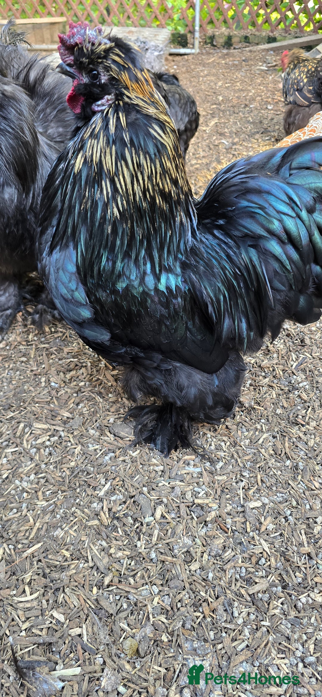Chickens poultry for sale: 2 friendly silkie x gold laced pekin bantams - Image 1