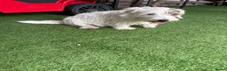 Mixed Breed dogs for sale: Sealyham x jack russel puppies - Advert 4