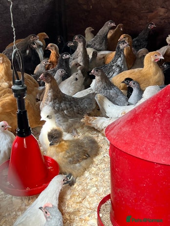 Chickens poultry - Advert 8
