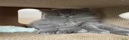 British Shorthair cats for sale: Beautiful litter of British long/shorthair kittens - Advert 4