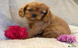 Cavalier King Charles Spaniel dogs for sale: KC REG, HEART, EYE AND DNA TESTED PARENTS - Image 7